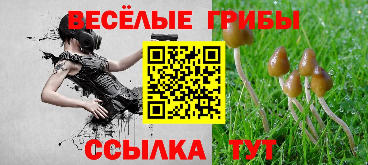 Псилоцибиновые грибы Psilocybine cubensis Саянск